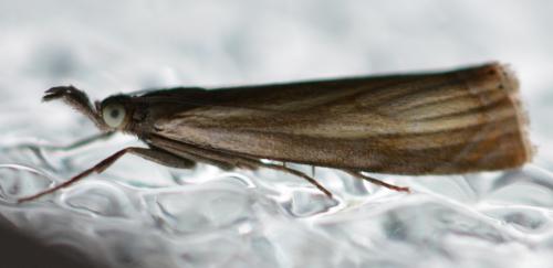 Réf. 286 970 : Chrysoteuchia culmella